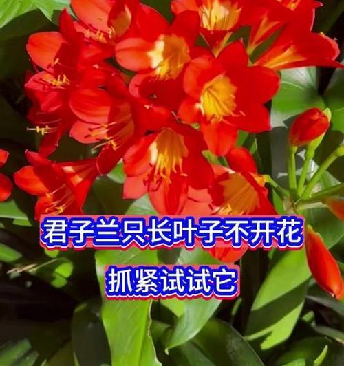 君子兰只长叶子不开花应该怎么办？