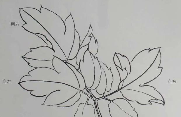 牡丹花小叶子的构造是怎样的？