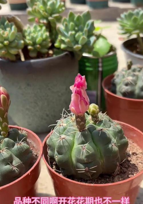 仙人球开花花期长吗？原因是什么？