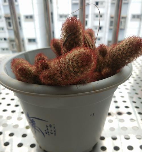 仙人球开花花期长吗？原因是什么？