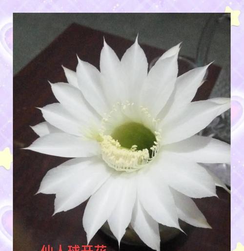 仙人球开花花期长吗？原因是什么？