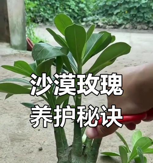 玫瑰花的修剪方法是什么？