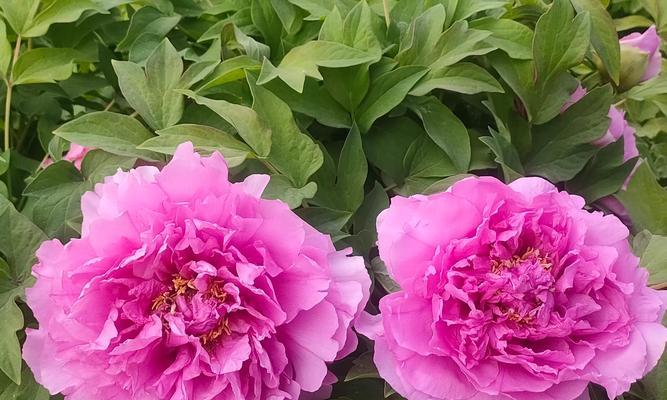 牡丹花饼中的牡丹花瓣是什么？