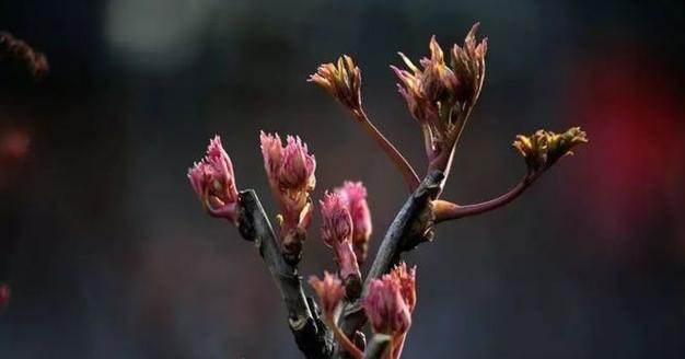 新盆栽牡丹花需要平茬吗？正确的养护方法是什么？