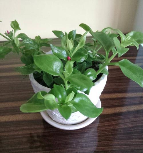 新盆栽牡丹花需要平茬吗？正确的养护方法是什么？