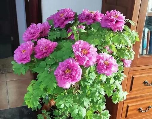 新盆栽牡丹花需要平茬吗？正确的养护方法是什么？