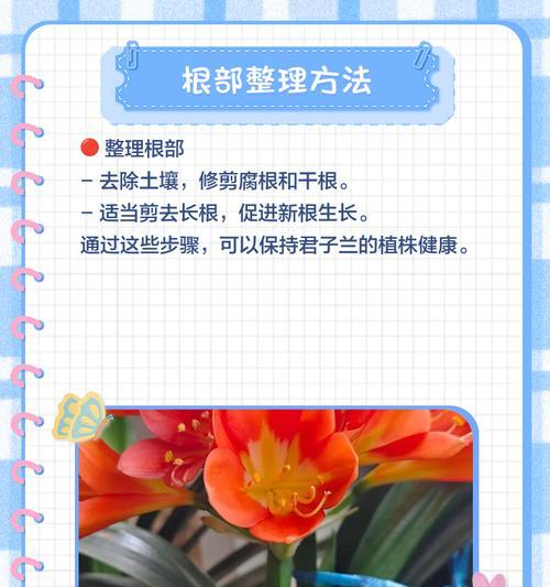 君子兰含盆剪根方法是什么？