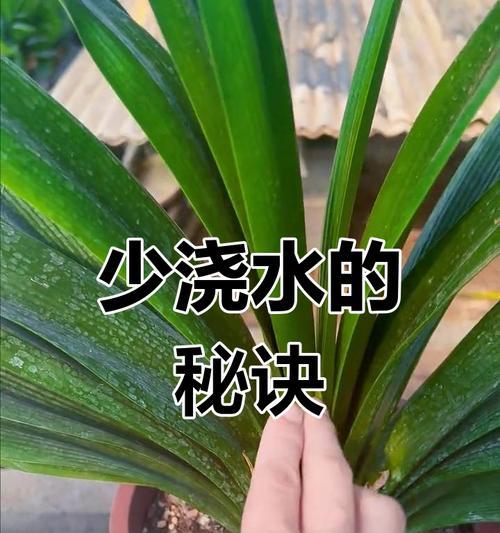 君子兰发芽过多的处理方法？