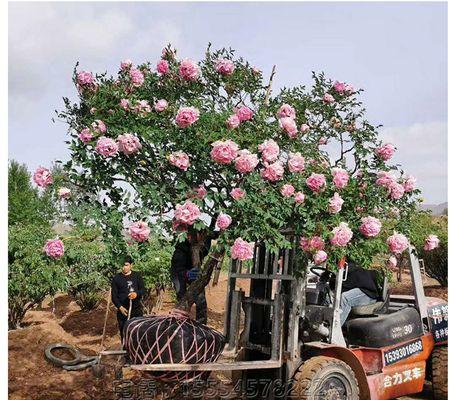 牡丹花嫁接苗的正确种植步骤？