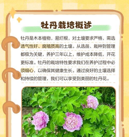 牡丹花嫁接苗的正确种植步骤？