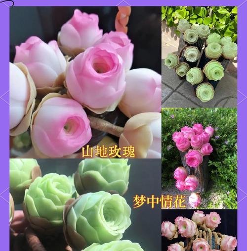 山地野玫瑰花的养殖技巧是什么？