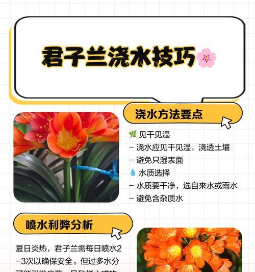 君子兰单叶小苗的养护管理技巧？