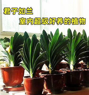 君子兰单叶小苗的养护管理技巧？