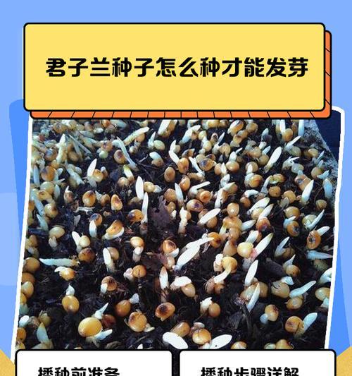 君子兰单叶小苗的养护管理技巧？