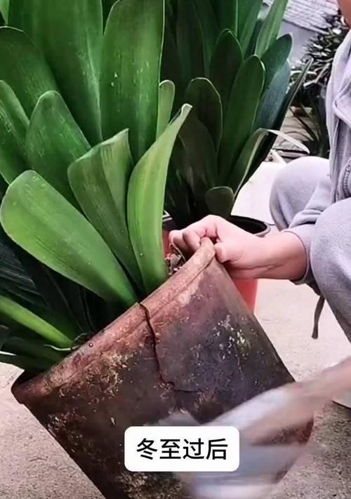 君子兰水晶的正确养护方法是什么？