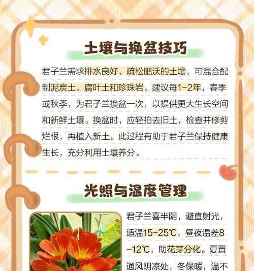 君子兰水晶的正确养护方法是什么？
