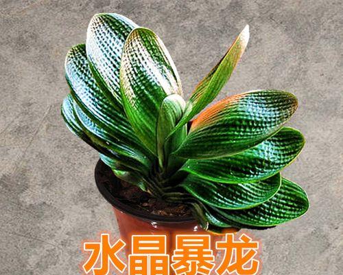 君子兰水晶的正确养护方法是什么？
