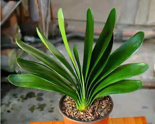 君子兰搭配花盆的美观选择？