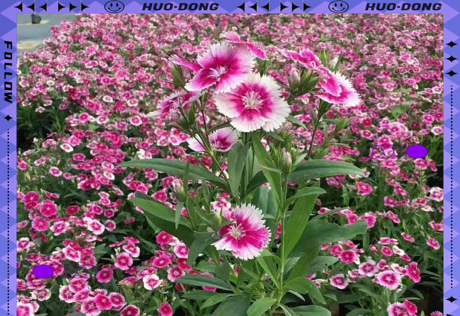 石竹花牡丹花的开花养护秘诀？