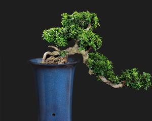 君子兰陶花盒的养护与保养技巧？