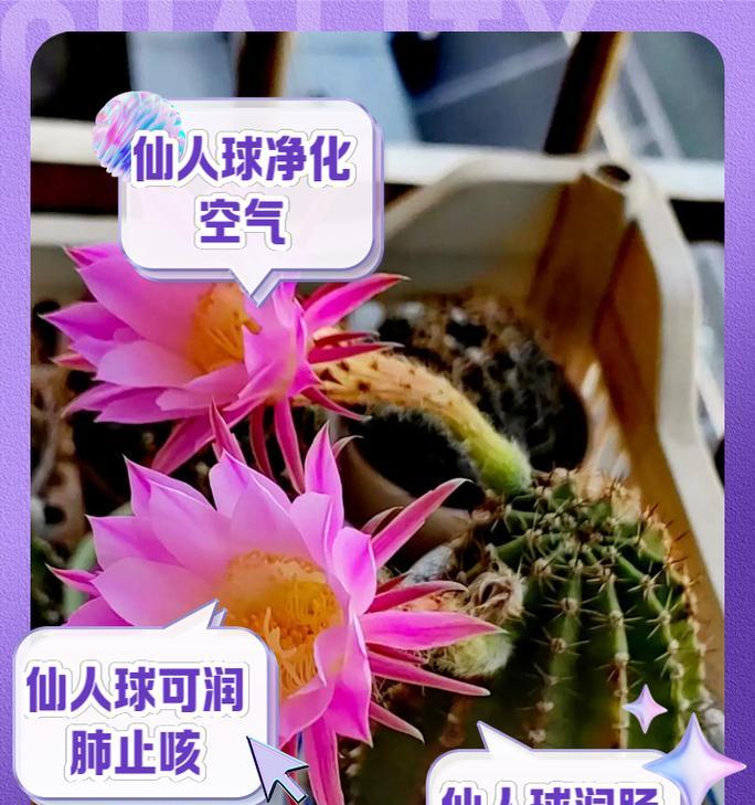 仙人球飞碟的种植与美观摆放方法？