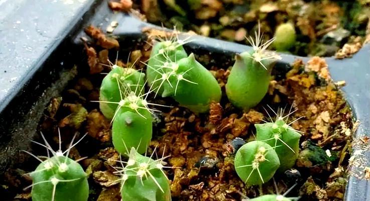 仙人球飞碟的种植与美观摆放方法？