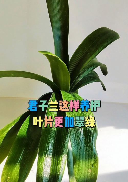 君子兰叶子整齐生长的秘诀是什么？