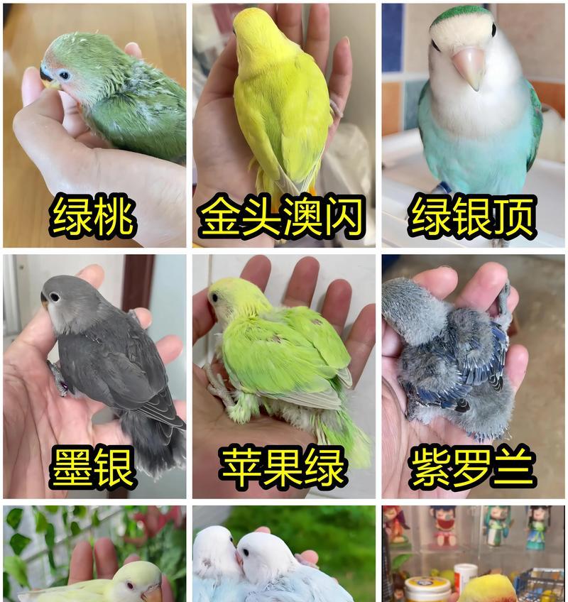 牡丹花小孔雀的养殖与美观维护？