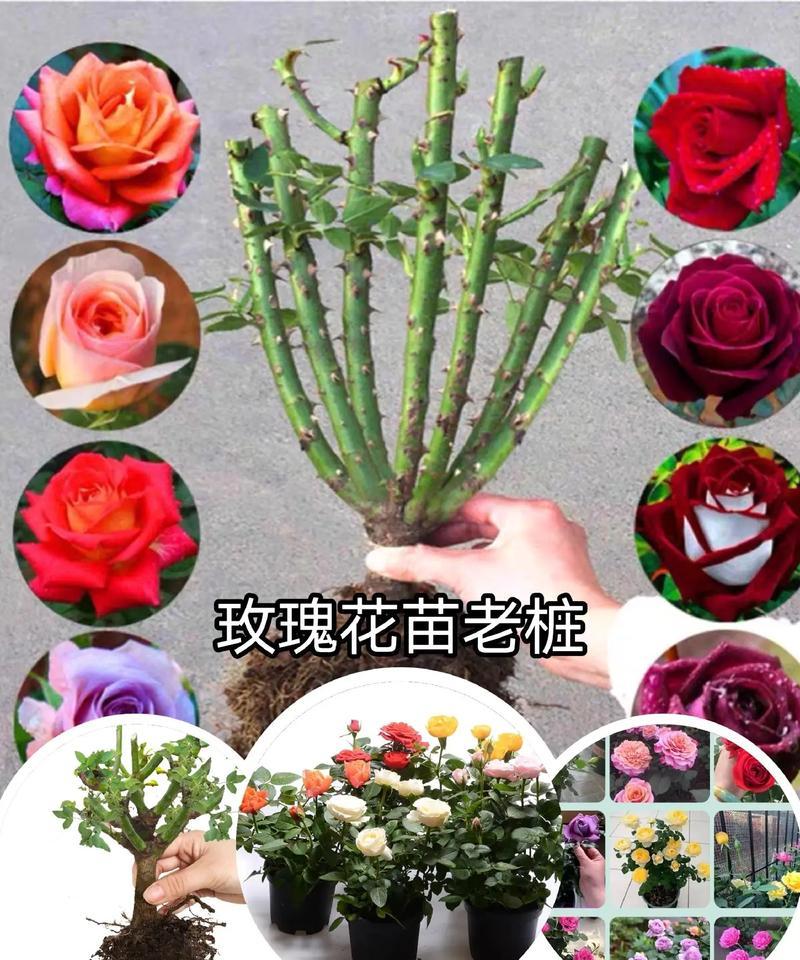 玫瑰花老根的种植与美观技巧？