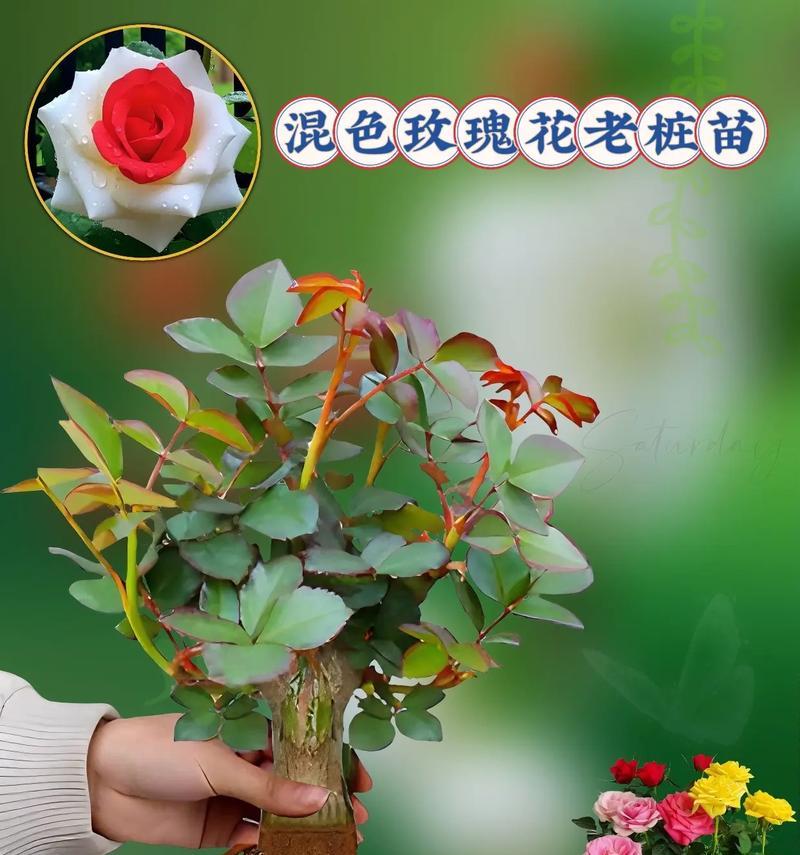 玫瑰花老根的种植与美观技巧？