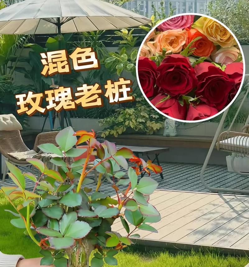 玫瑰花老根的种植与美观技巧？