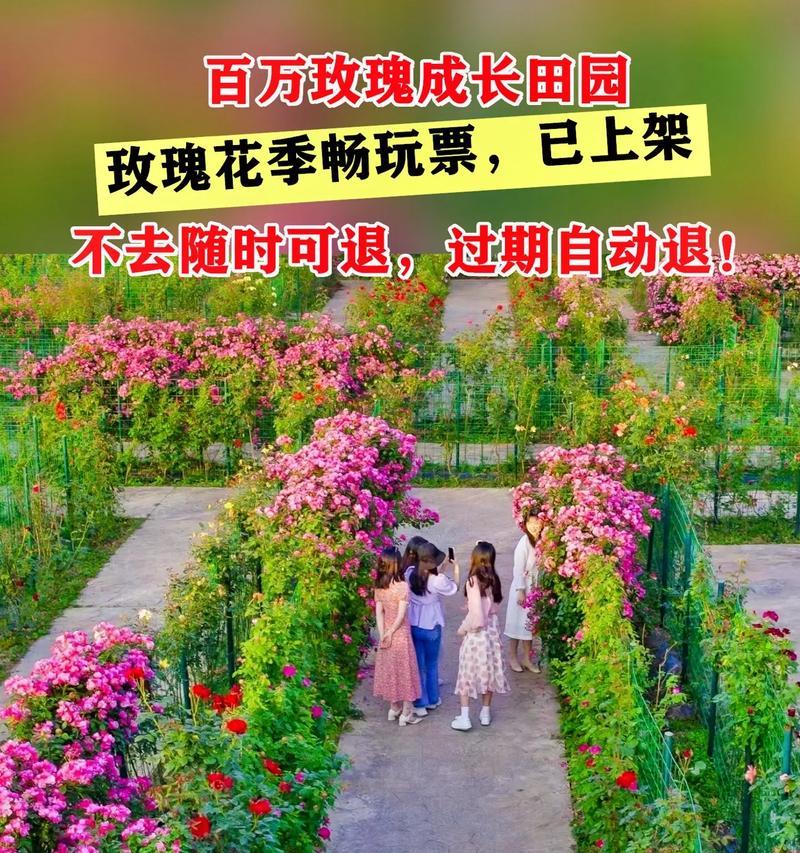 田园玫瑰花的材料品种有哪些？
