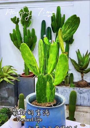 阳台种植仙人掌大盆的正确方法？
