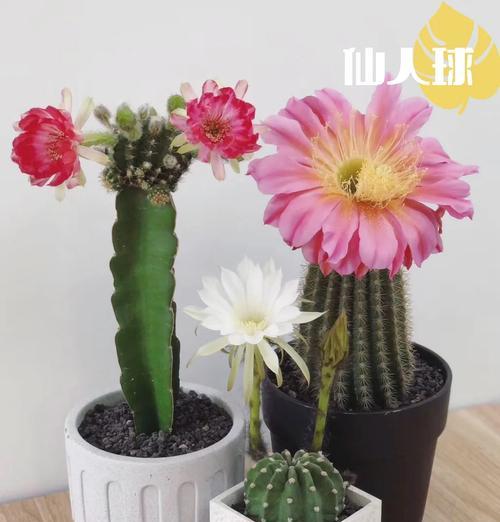 阳台种植仙人掌大盆的正确方法？