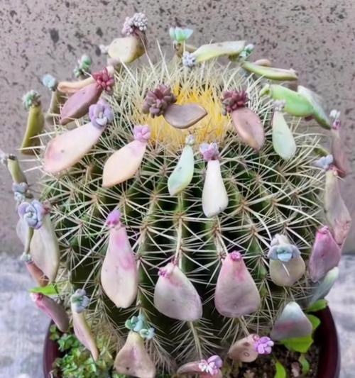 阳台种植仙人掌大盆的正确方法？