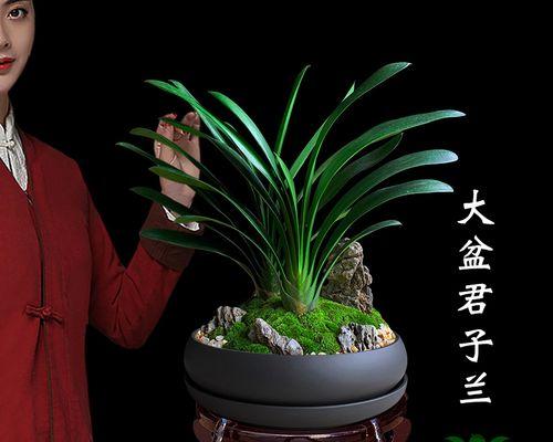 摆放君子兰盆栽有什么讲究？如何打造高级感？