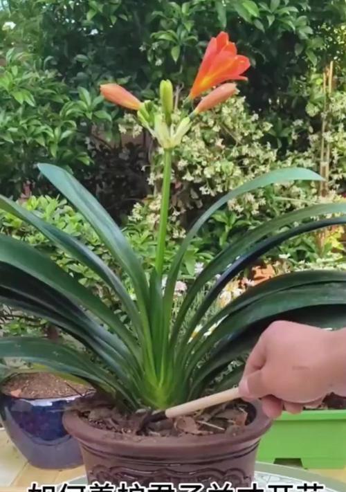 新买的君子兰盆景如何养护？需要注意什么？