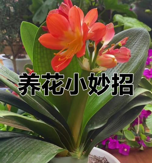 阳台君子兰不开花的原因是什么？如何解决？