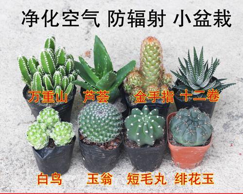 仙人掌爆盆的秘诀是什么？如何正确养护？
