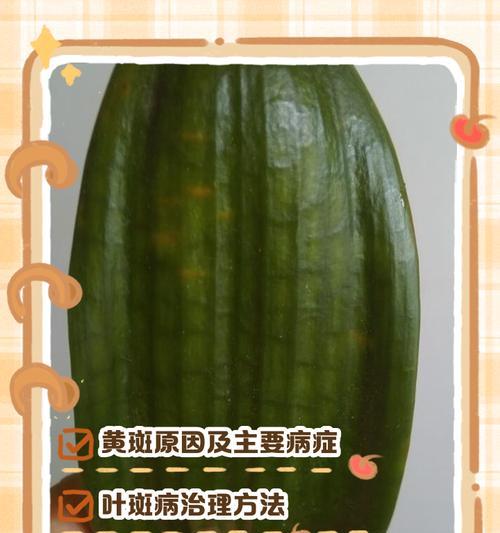 君子兰出现黄色斑点怎么办？可能的原因有哪些？
