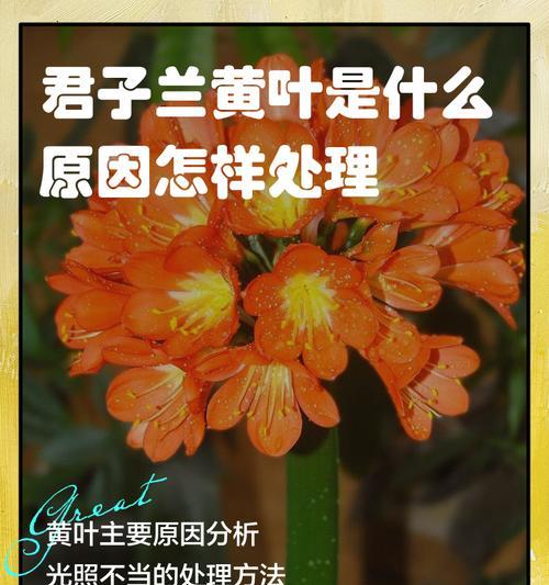 君子兰出现黄色斑点怎么办？可能的原因有哪些？