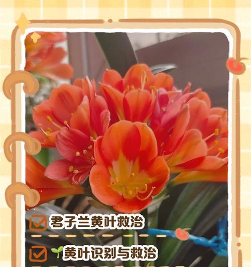 君子兰出现黄色斑点怎么办？可能的原因有哪些？