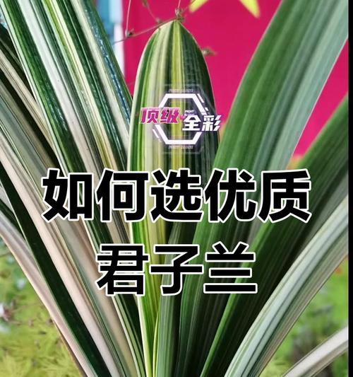 如何将君子兰培养成多兰？有哪些技巧？