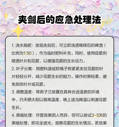 如何将君子兰培养成多兰？有哪些技巧？