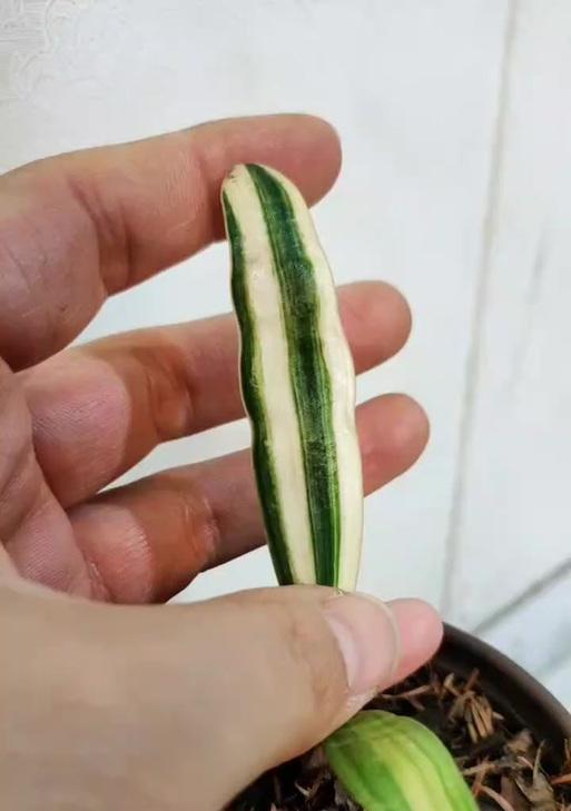 虎斑君子兰绿苗养护难度如何？正确的养护方法是什么？