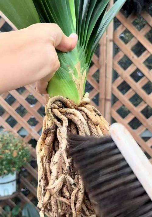 虎斑君子兰绿苗养护难度如何？正确的养护方法是什么？