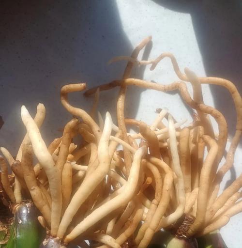 虎斑君子兰绿苗养护难度如何？正确的养护方法是什么？