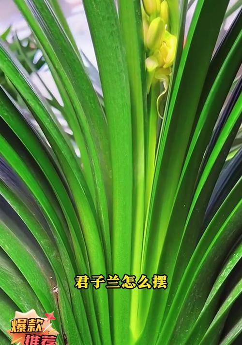 君子兰叶子过大的原因是什么？如何控制？