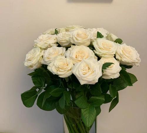 白玫瑰花档次如何？属于什么品种？