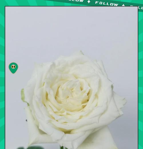 白玫瑰花档次如何？属于什么品种？
